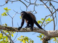 Rufender Brüllaffe in Baumkrone